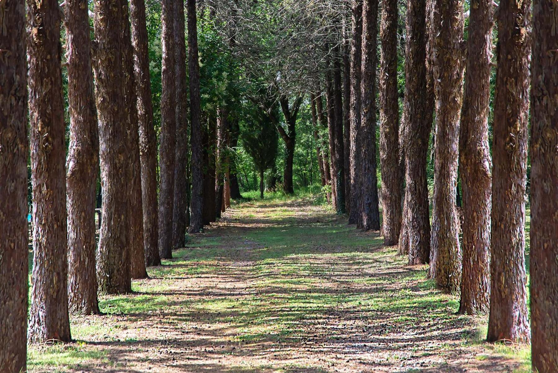 Agriturismo Villa Alari Cetona Zewnętrze zdjęcie